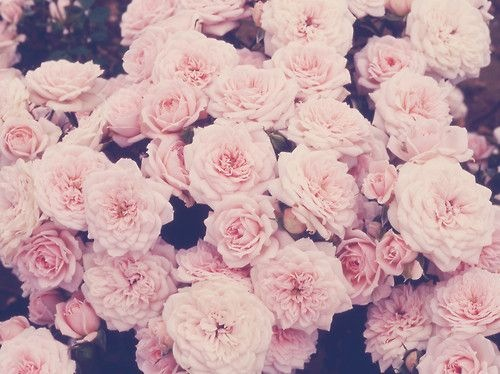 flowers-pink-tumblr-wallpaper-favim-com-2200139